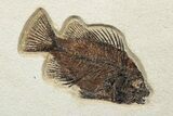 Green River Fossil Fish Plate - Three Species #233916-1